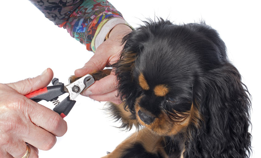 A dog having a good groom getting his nails clipped