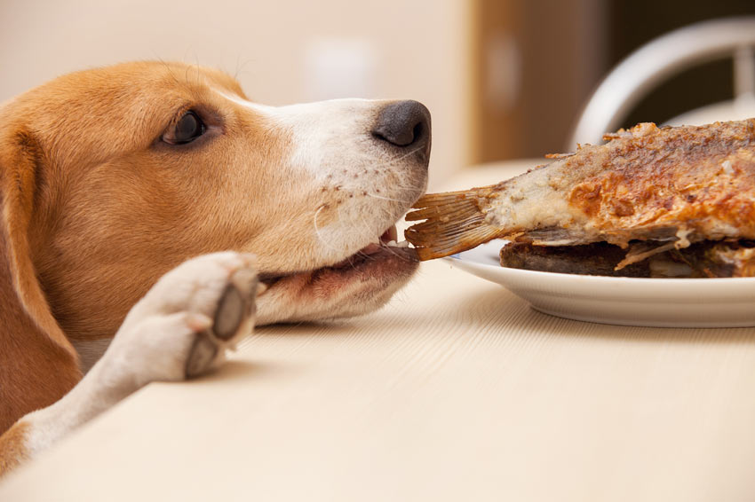 Beagle qui mange des restes de table