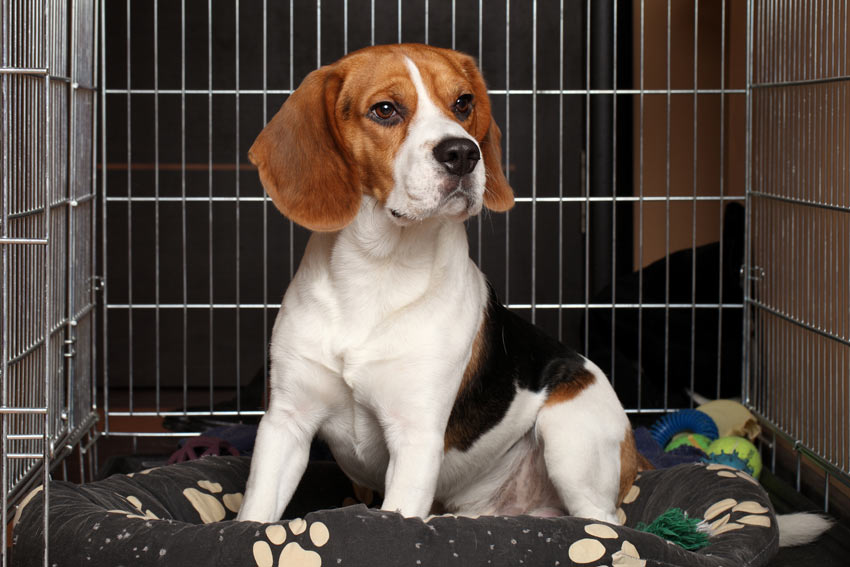 A Beagle in a dog crate at its owners work place