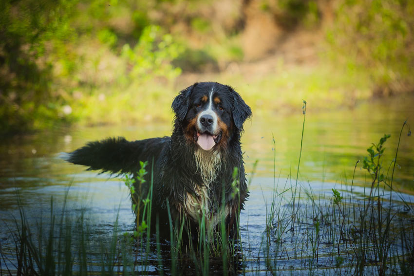 A Bernese Mountain Dog enjoying an exciting walk