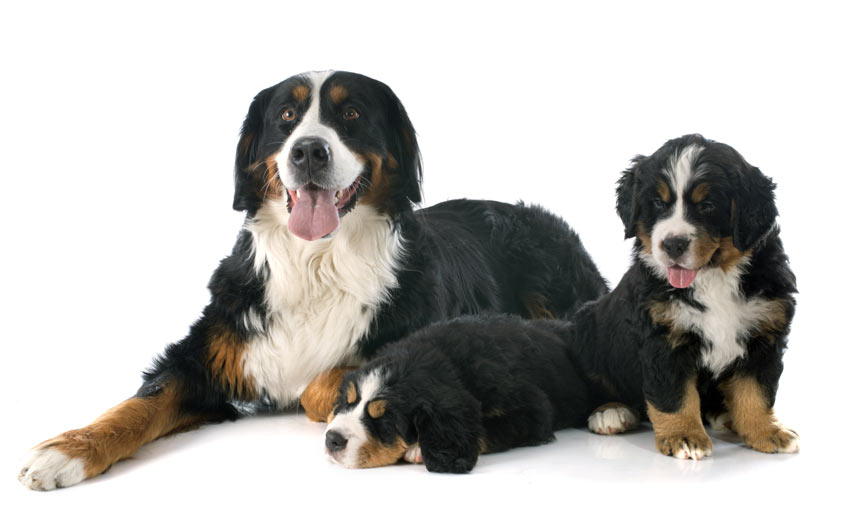 A Bernese Mountain Dog lying down with her puppies