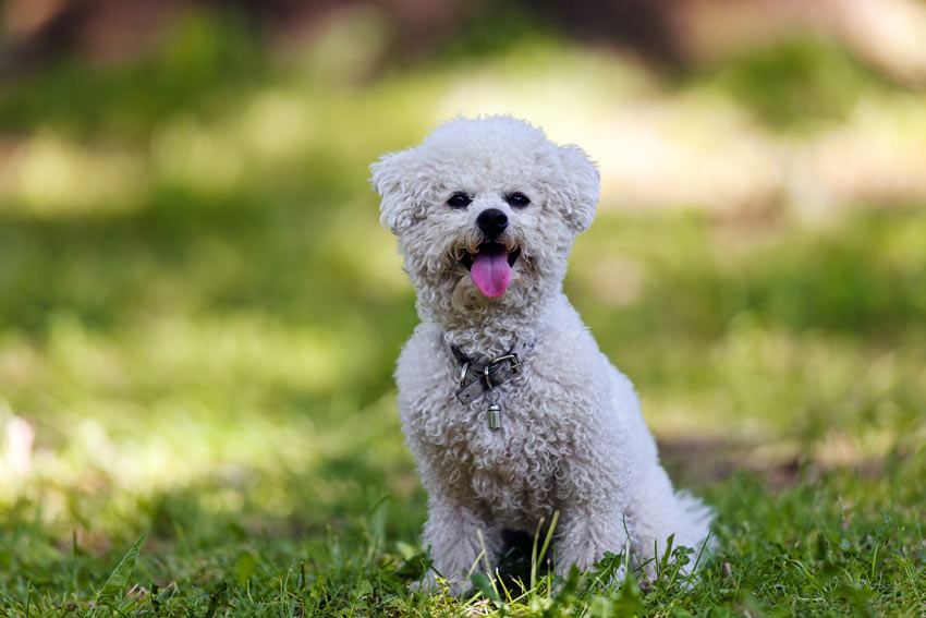 A Bichon Frise with a curly coat