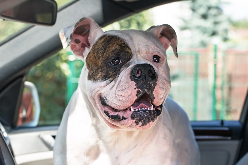 Voiture : voyager en sécurité avec son chien