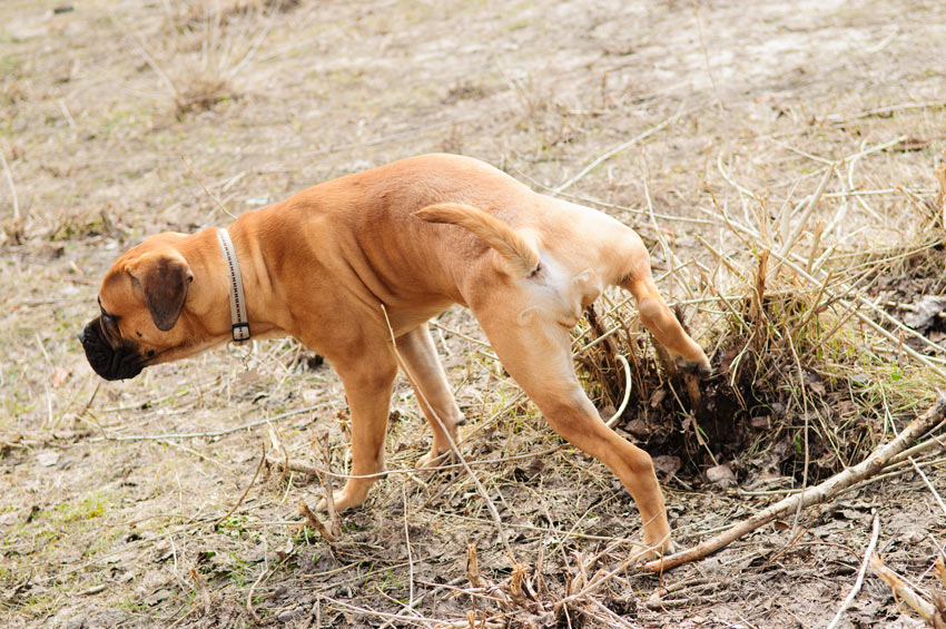 A Bullmastiff going to the toilet outside