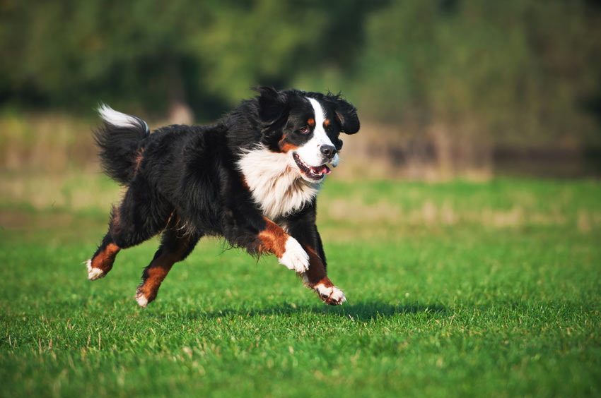 A Burnese Mountain Dog getting lots of exercise on an interesting walk