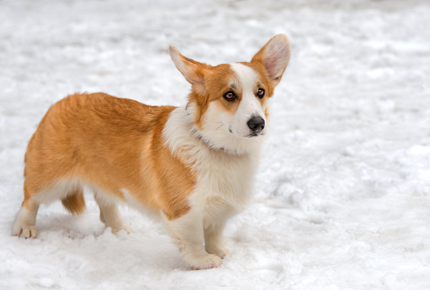 A Cardigan Welsh Corgi with a silky coat