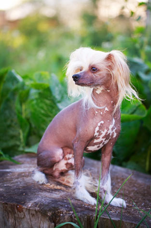 A Chinese Crested with a mostly hairless coat