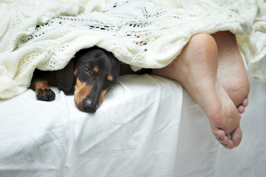 A Dachshund sleeping in bed with its owner at night
