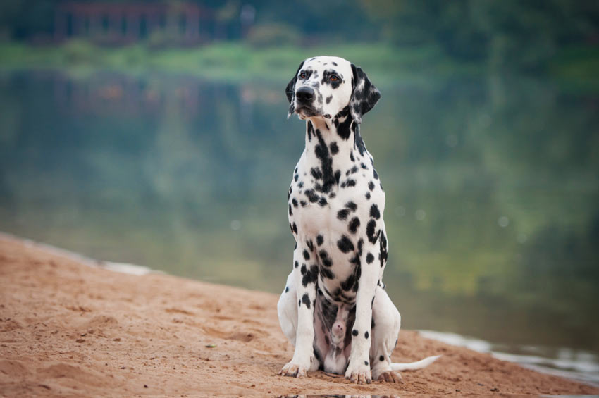 A Dalmatian, a Utility Dog