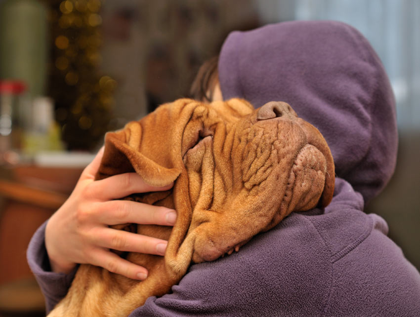 A Dogue De Bordeaux having a cuddle from its owner