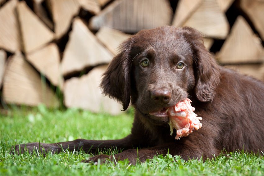 A Flat Coated Retriever puppy chewing on some raw meat