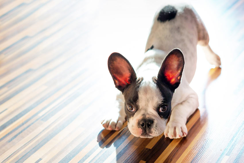 A French Bulldog puppy playing inside