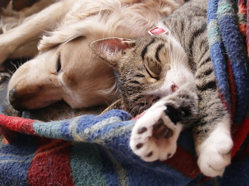A Golden Retriever pup and a cat sleeping on the same blanket