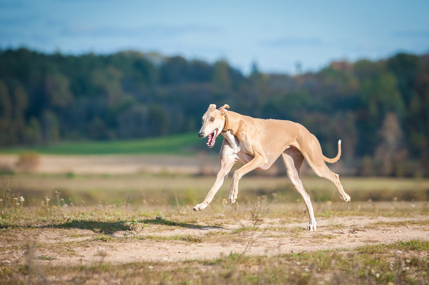 A Greyhound bred to run with lots and lots of energy