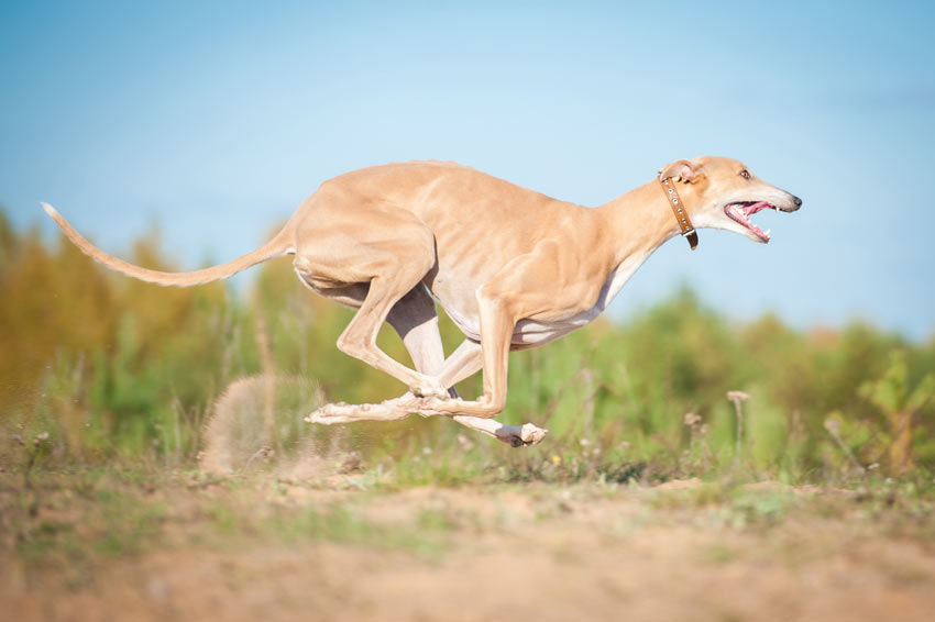 A Greyhound with a lovely short smooth coat