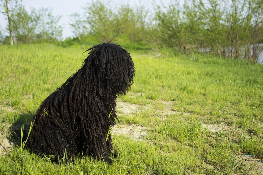 A Hungarian Puli with a long black corded coat