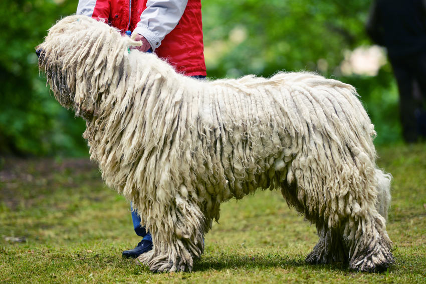 A Hungarian Puli with an amazing long corded coat