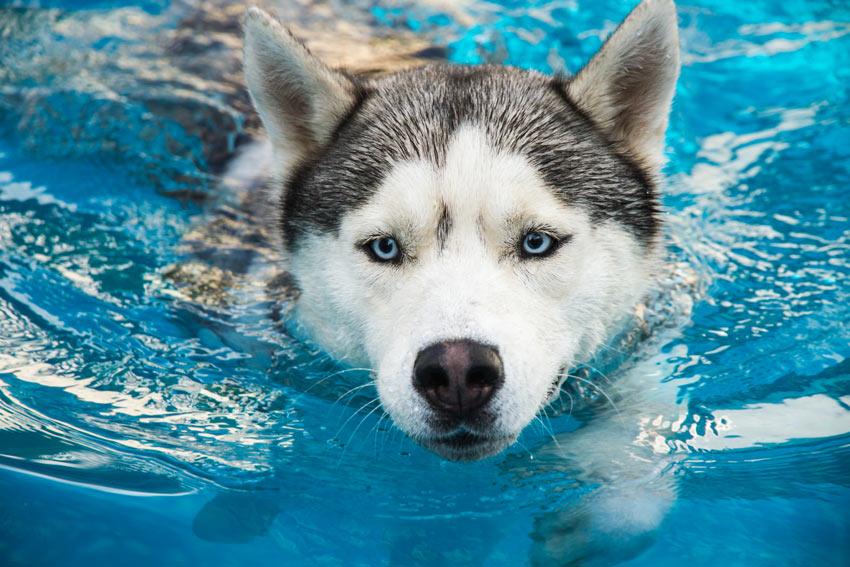 A Husky swimming in a nice clean swimming pool