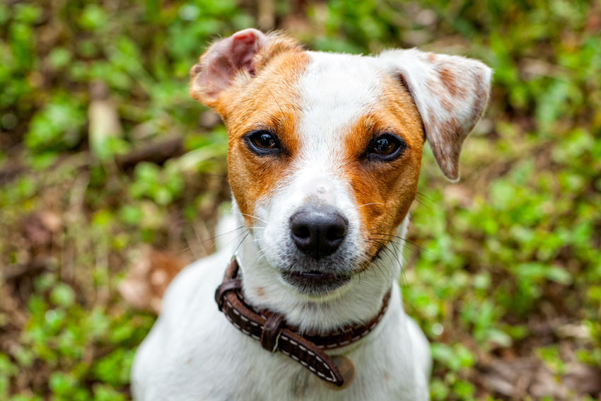 A Jack Russell Terrier with beautiful healthy eyes