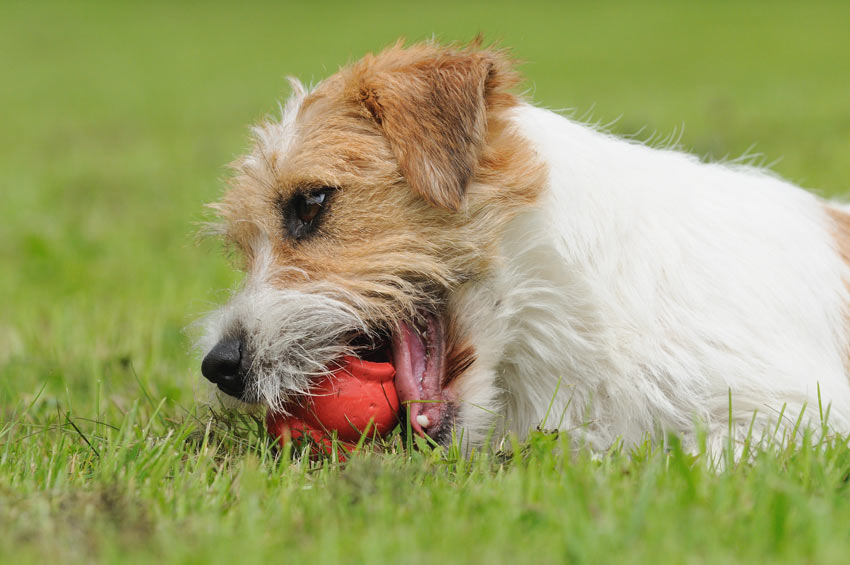 A Jack Russell playing with its kong toy on the grass