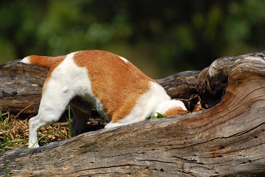 A Jack Russell ratting in the woods