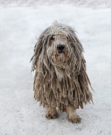 A Komondor with a dirty white corded coat