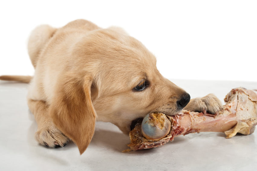 A Labrador puppy chewing a raw bone