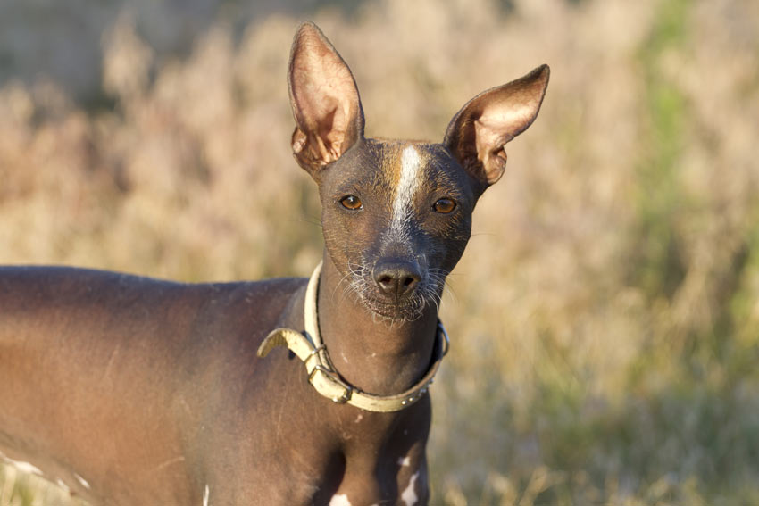 A Mexian hairless with beautiful big ears