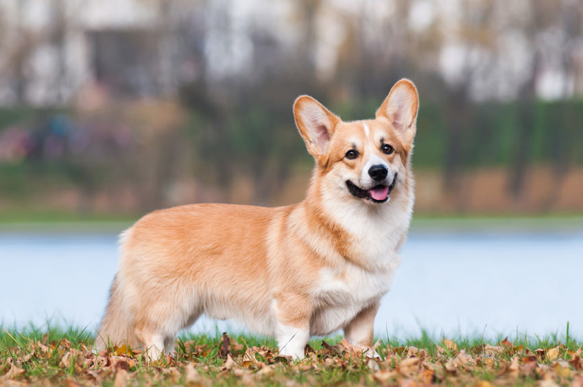 A Pembroke Welsh Corgi Medium Dog with a beautiful soft coat