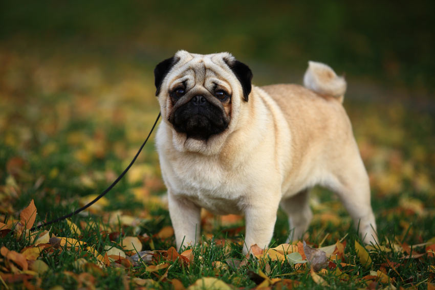 A Pug sitting very neatly ready for some exercise