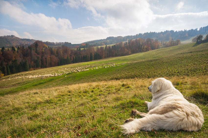 A Sheepdog resting before guarding a flock of sheep