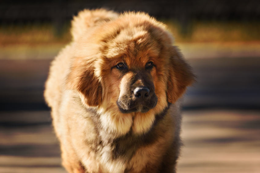 A Tibetan Mastiff, the most expensive dog every sold