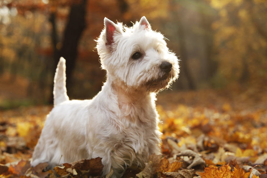 A West Highland Terrier with a beautiful white coat