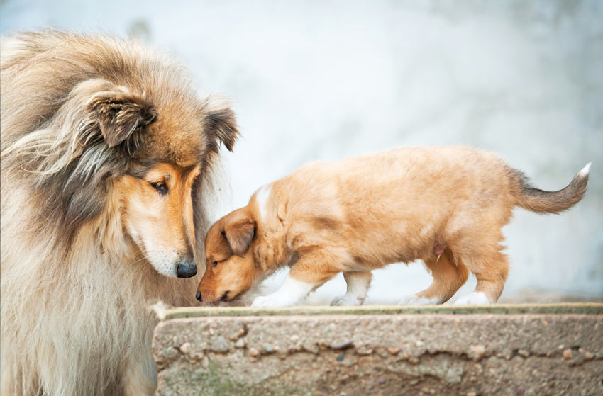 A adult female Collie looking after her young pup