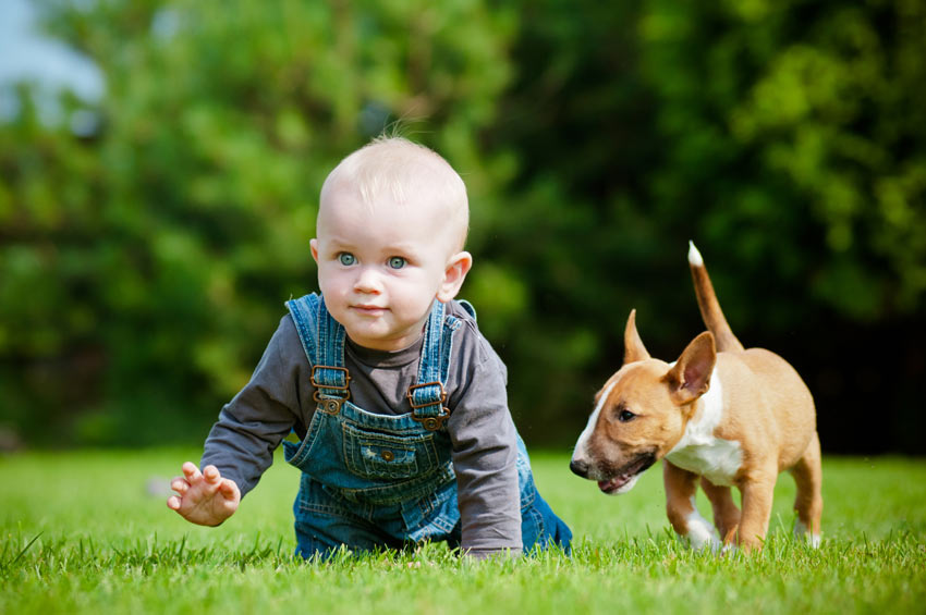 A baby and an English Bull Terrier playing on the grass
