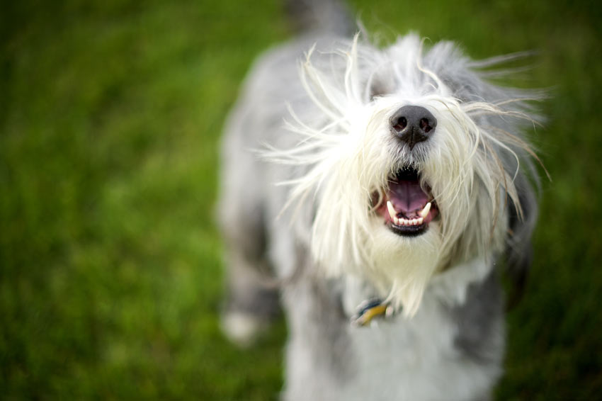 A bearded Collie barking at its owner wanting to jump up