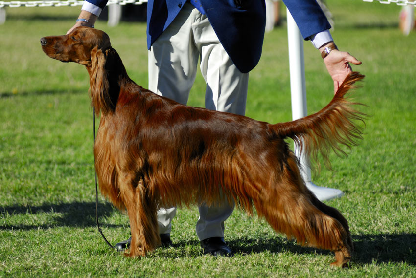 A beautiful Irish Setter at a show competition