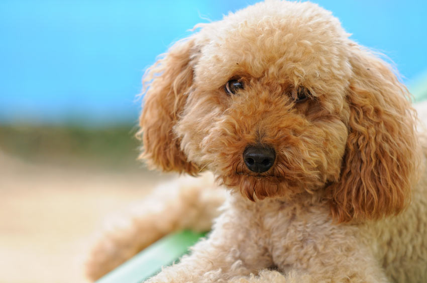 A beautiful Miniature Poodle with a hypoallergenic coat