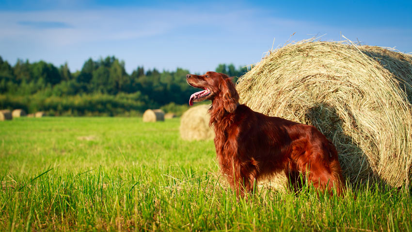 A beautiful Red Irish Setter with a long silky coat