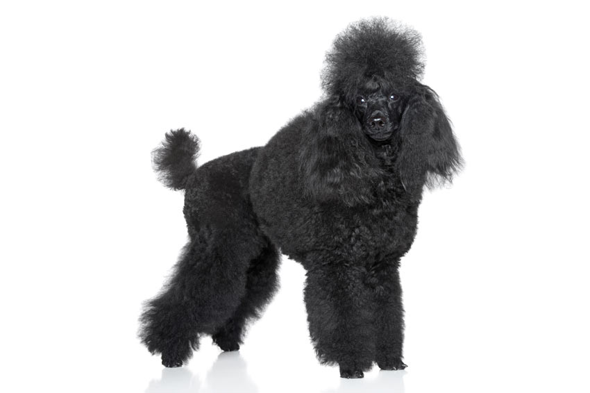 A beautiful black Poodle with curly hair