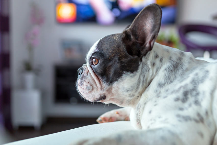 A beautiful black and white French Bulldog watching TV
