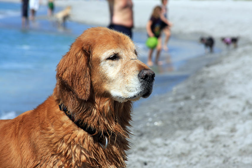 A beautiful old dog chilling on the beach