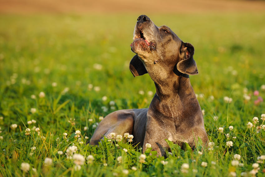 A beautiful young Great Dane howling outside