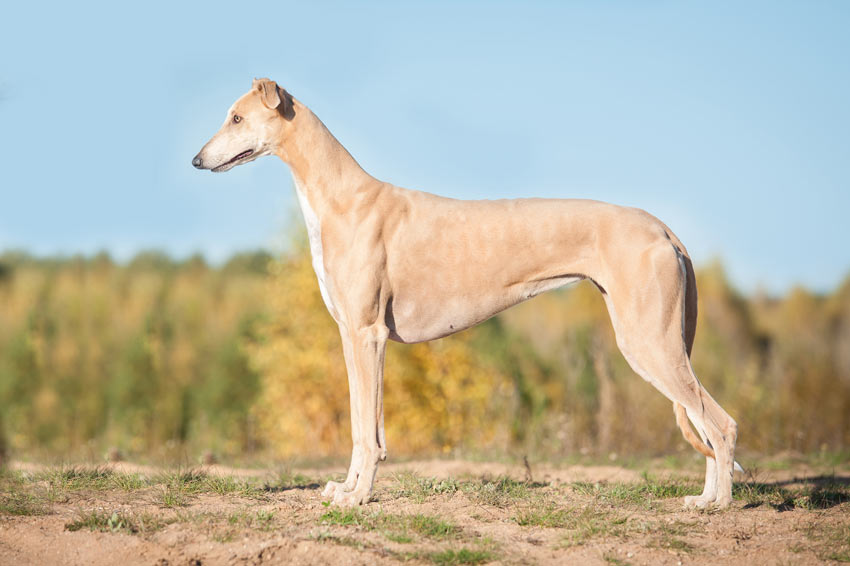 A beautiful young Greyhound with an incredible smooth coat