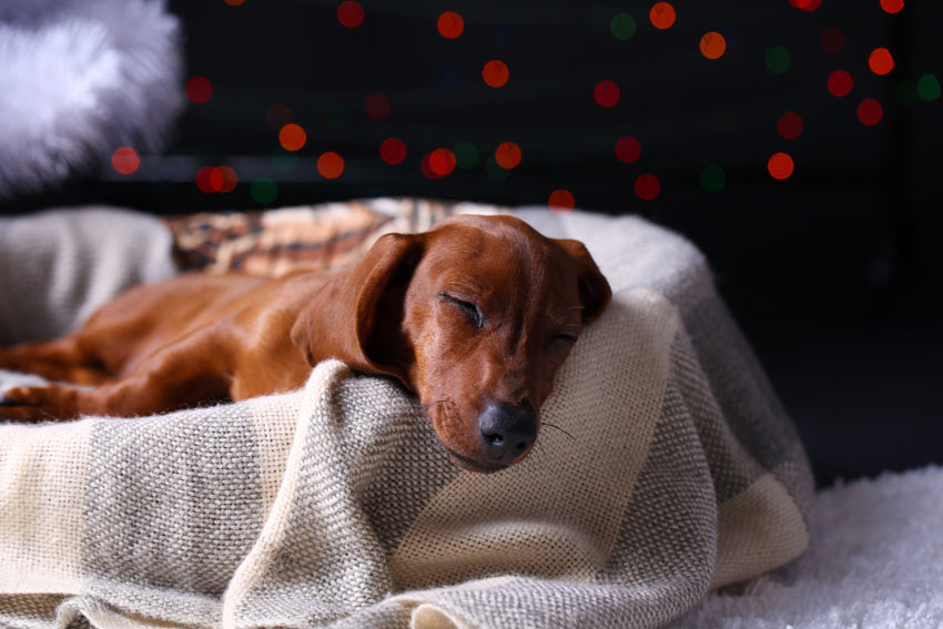 A beautiful young dog sleeping in its basket at night