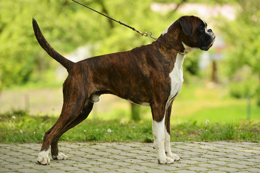 A big strong Boxer Dog walking on the lead with his owner