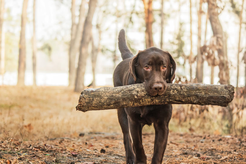 A chocolate Lab carrying a stick
