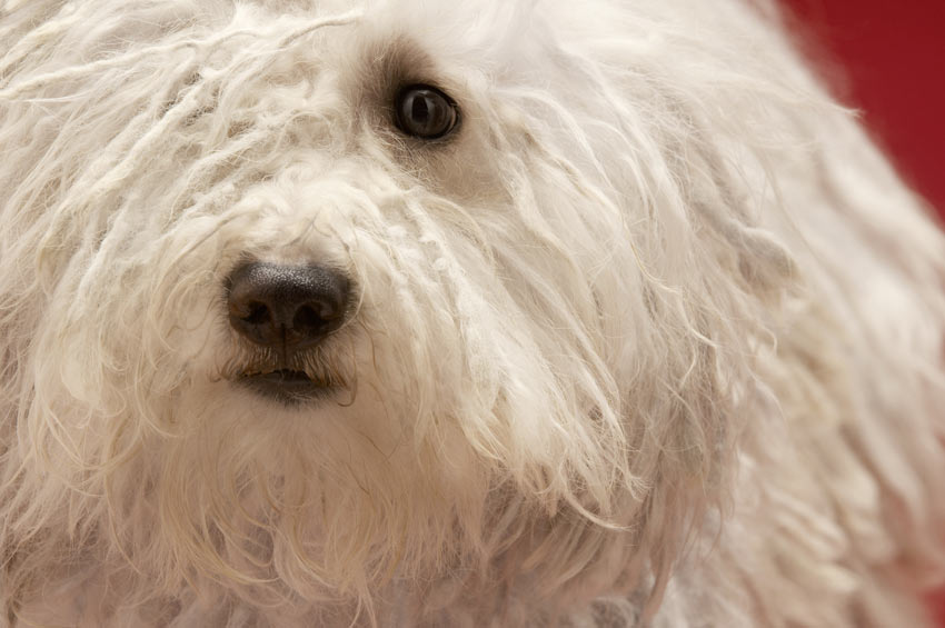 A close up of a Komondor with a white corded coat