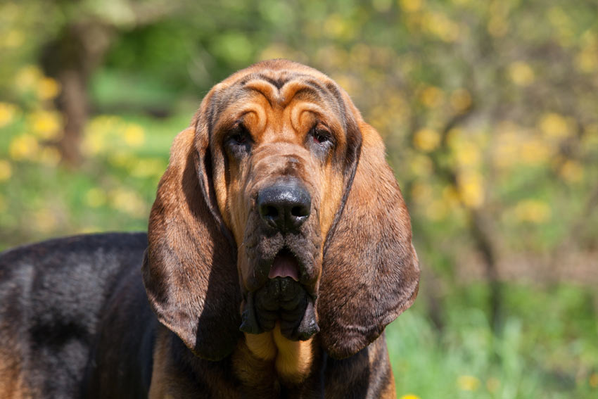 A close up of a bloodhound incredible stern face