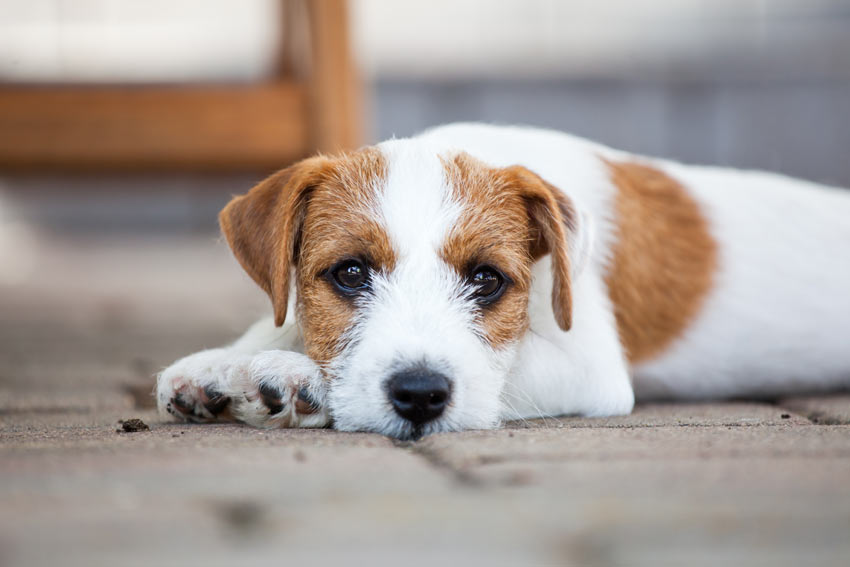 A cute little Terrier lying down outside